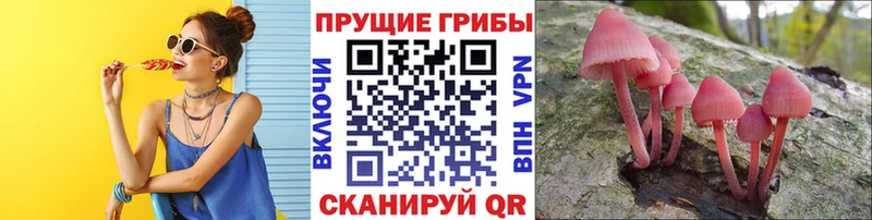 Псилоцибиновые грибы Psilocybe  где купить наркоту  Алагир 